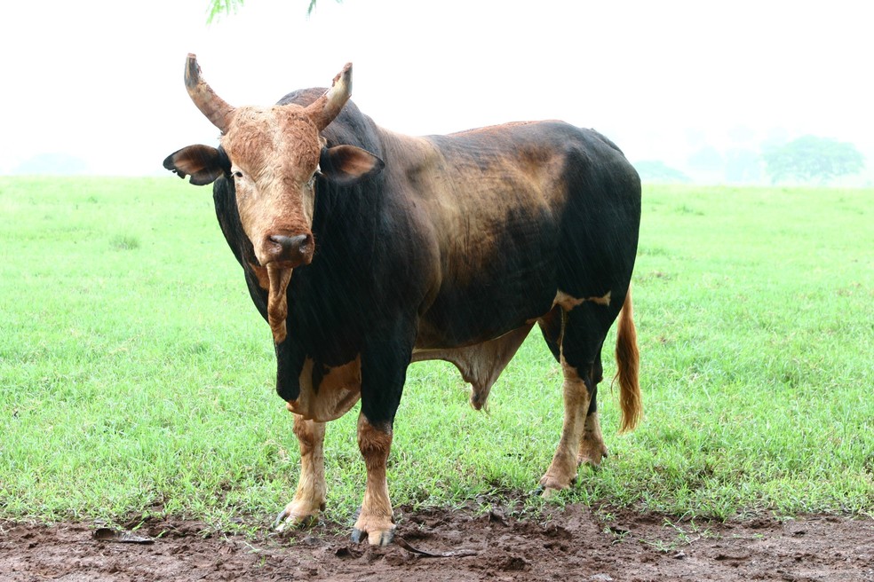 O touro Bandido, que fez a novela "América" e morreu em 2009 — Foto: Divulgação