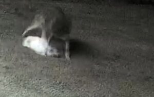 Coiote ataca cadela no quintal de casa nos EUA — Foto: Reprodução/X